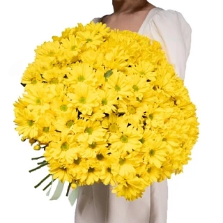 15 желтых хризантем